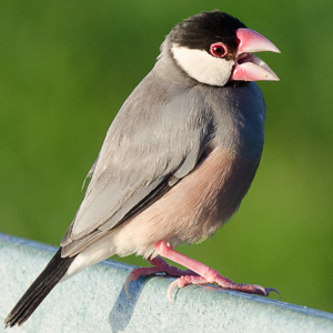 Java Finch